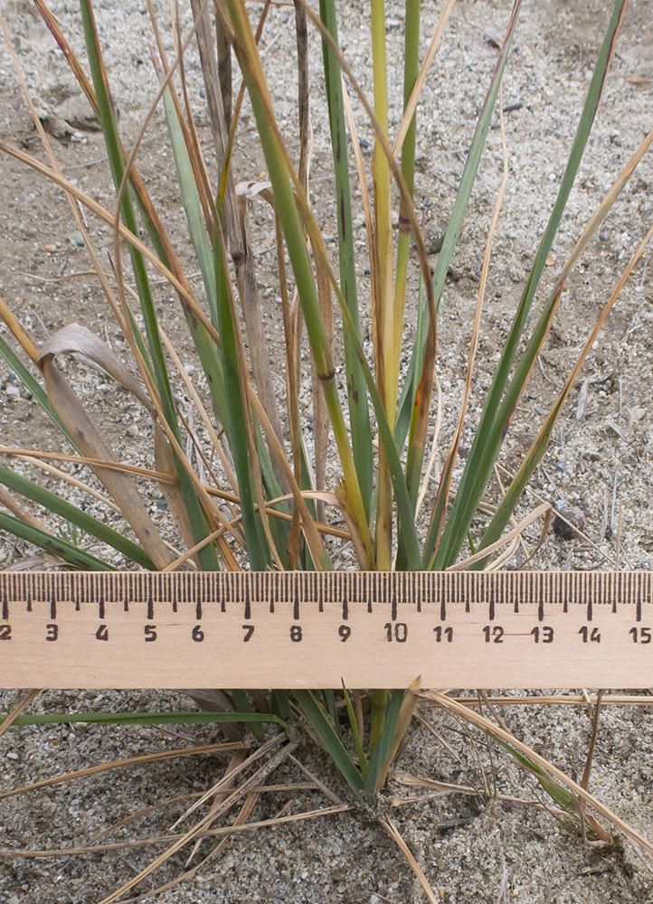 Изображение особи Calamagrostis balkharica.