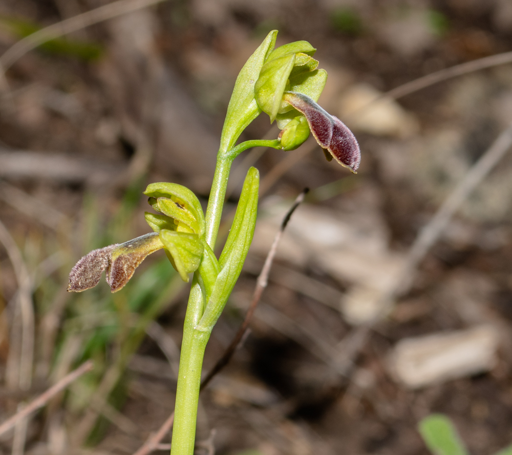 Изображение особи Ophrys omegaifera ssp. israelitica.