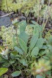 Anthyllis macrocephala