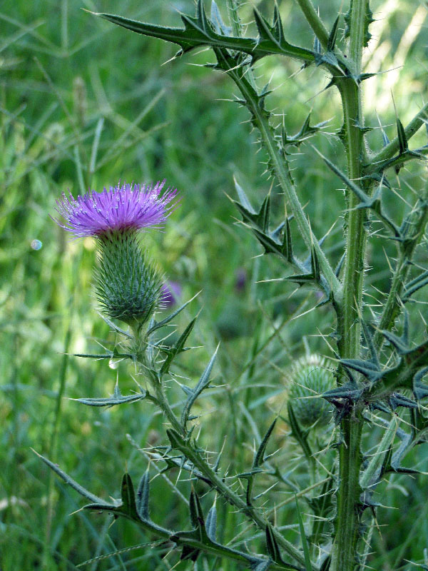 Image of Cirsium vulgare specimen.