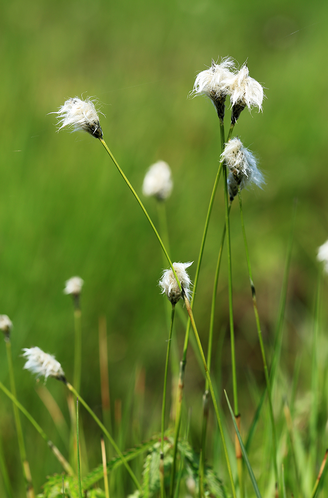 Изображение особи Eriophorum vaginatum.