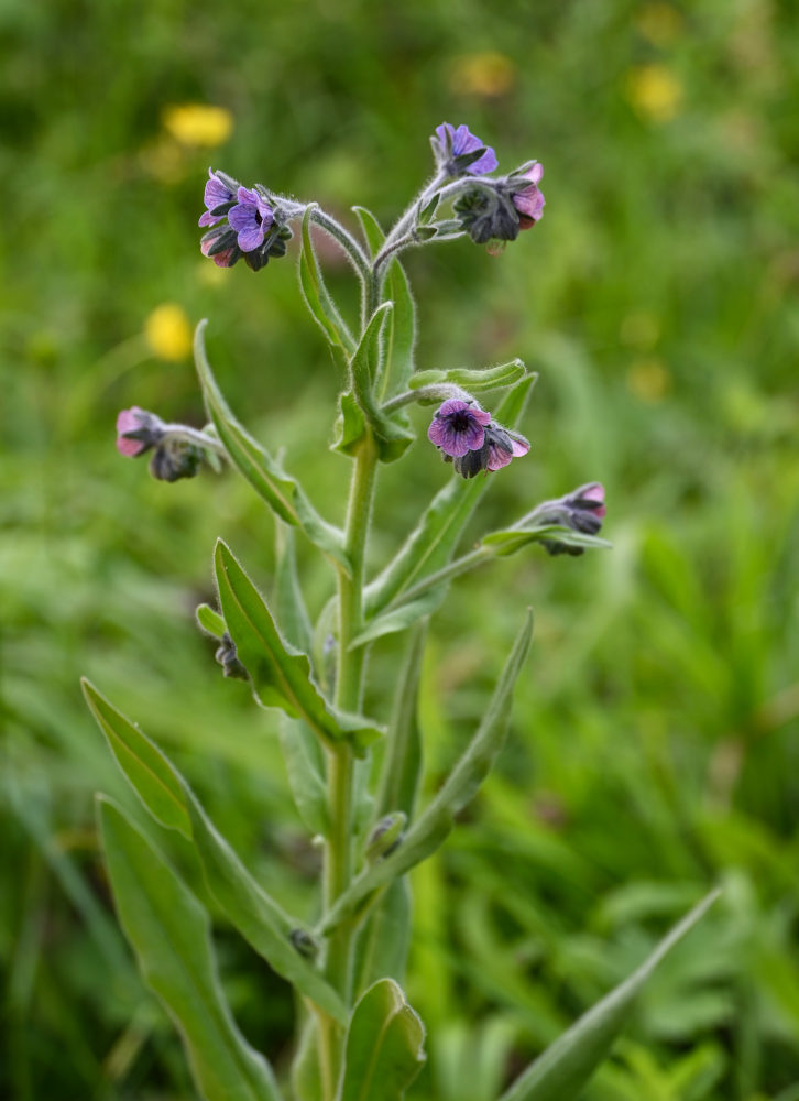 Изображение особи Cynoglossum creticum.