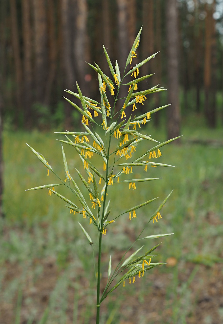 Изображение особи Bromopsis inermis.