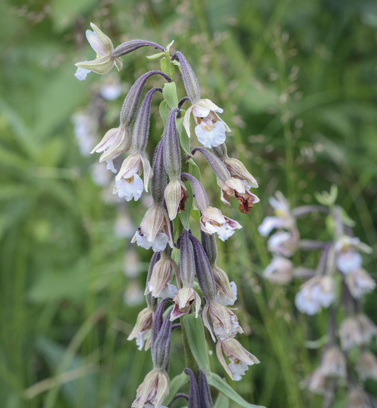 Изображение особи Epipactis palustris.