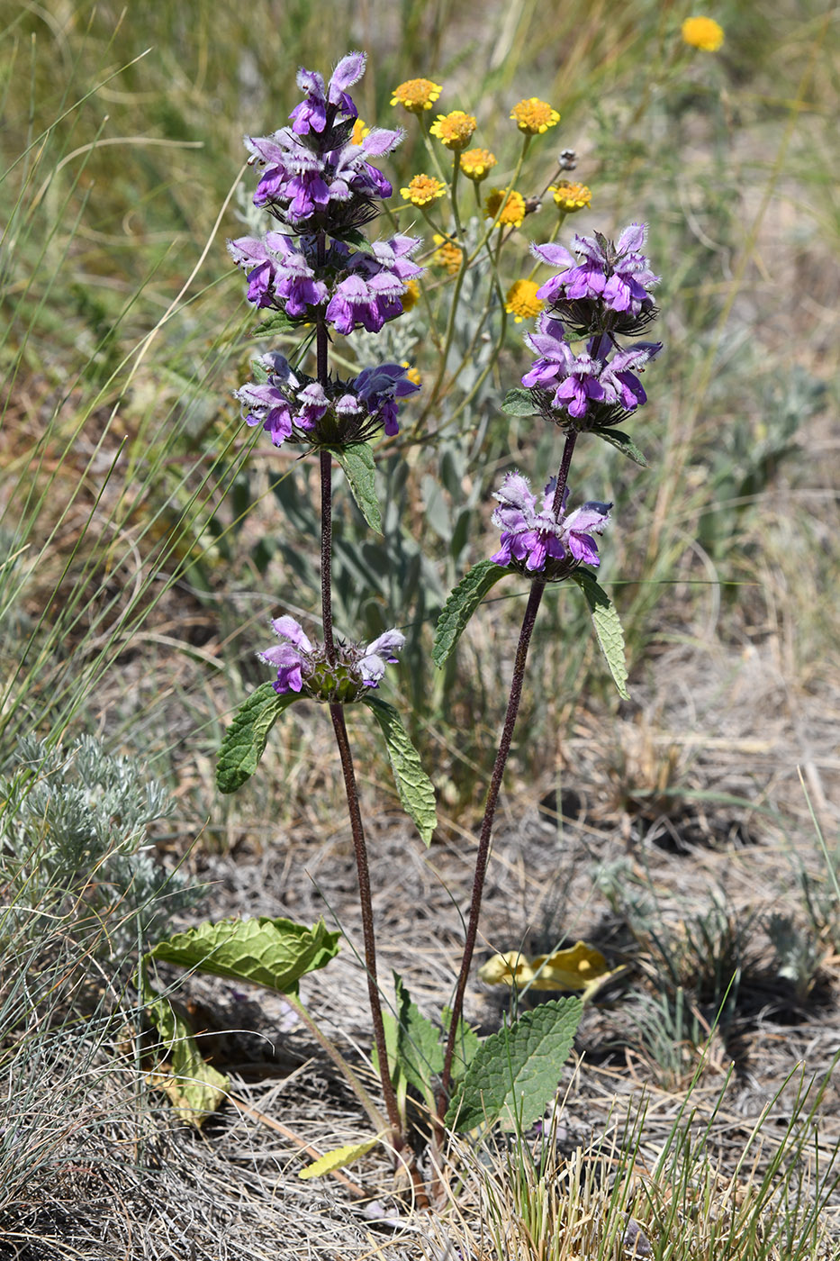 Image of Phlomoides tuberosa specimen.