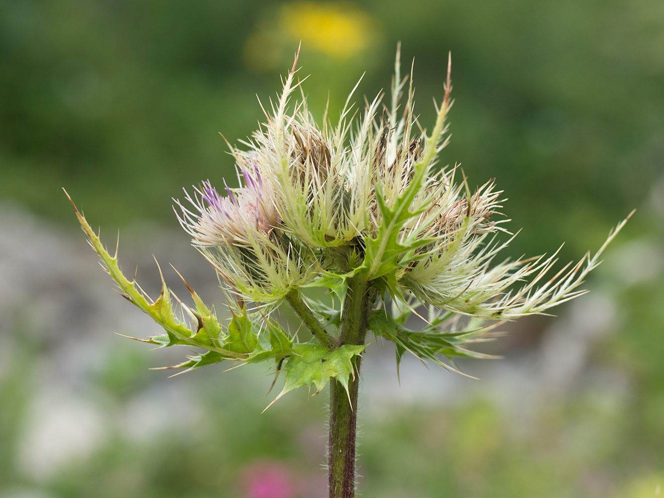 Image of Cirsium obvallatum specimen.