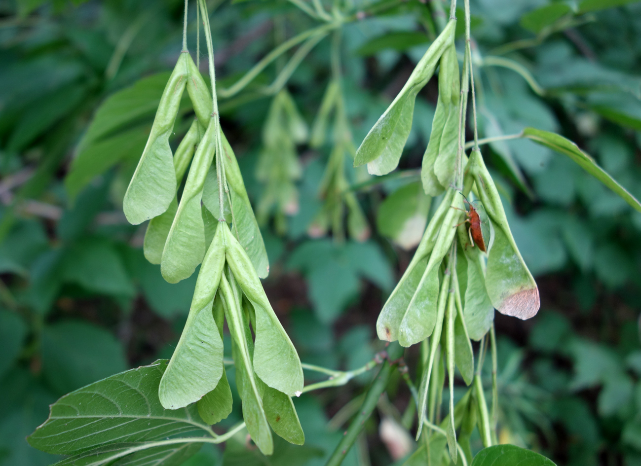 Image of Acer negundo specimen.