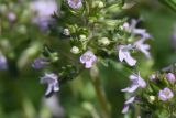 Thymus collinus