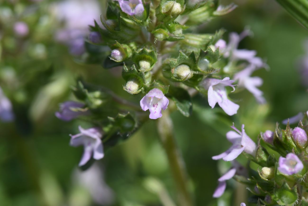 Изображение особи Thymus armeniacus.