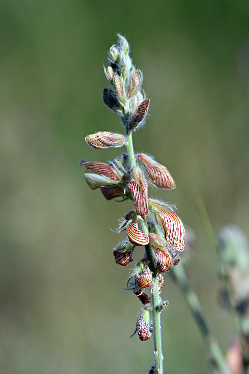 Image of Onobrychis chorassanica specimen.