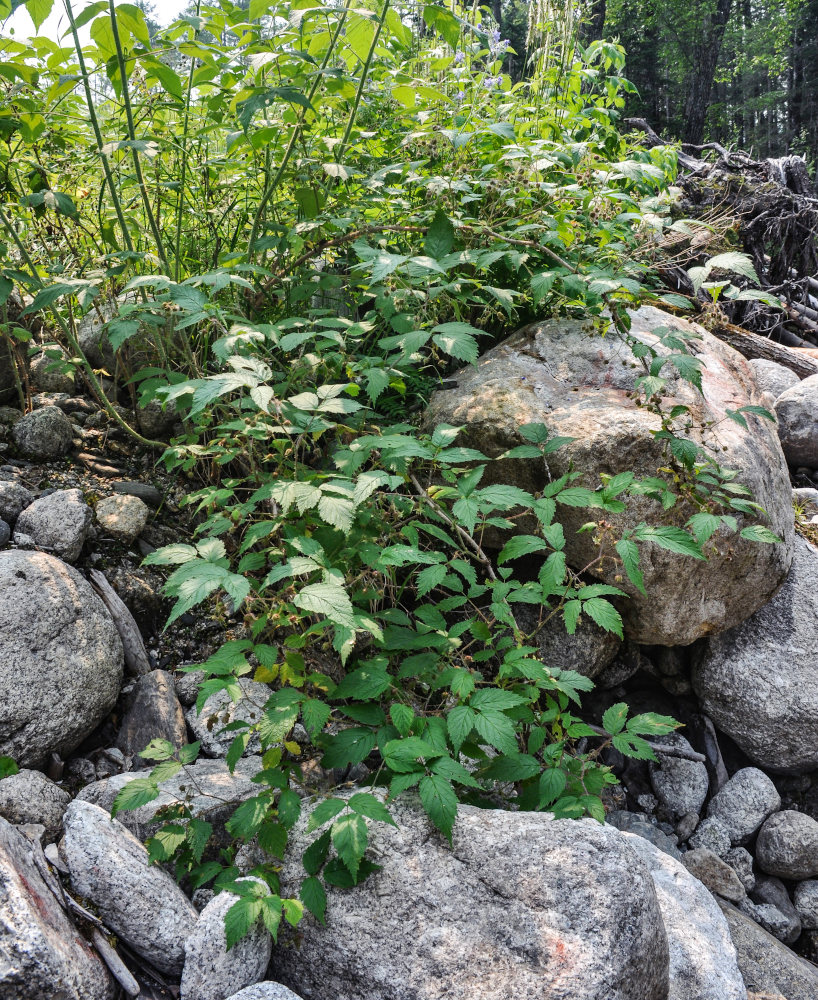 Изображение особи Rubus matsumuranus.