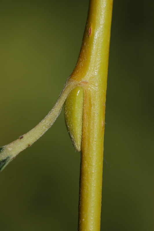 Image of Salix babylonica specimen.