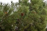 Pinus nigra