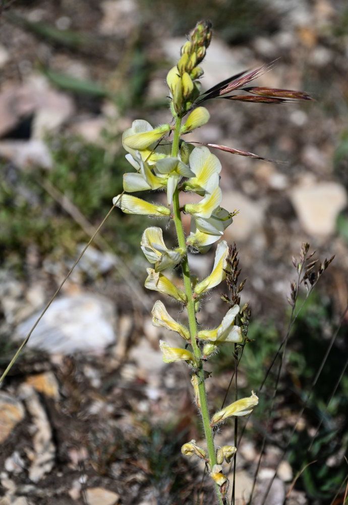 Изображение особи Onobrychis radiata.