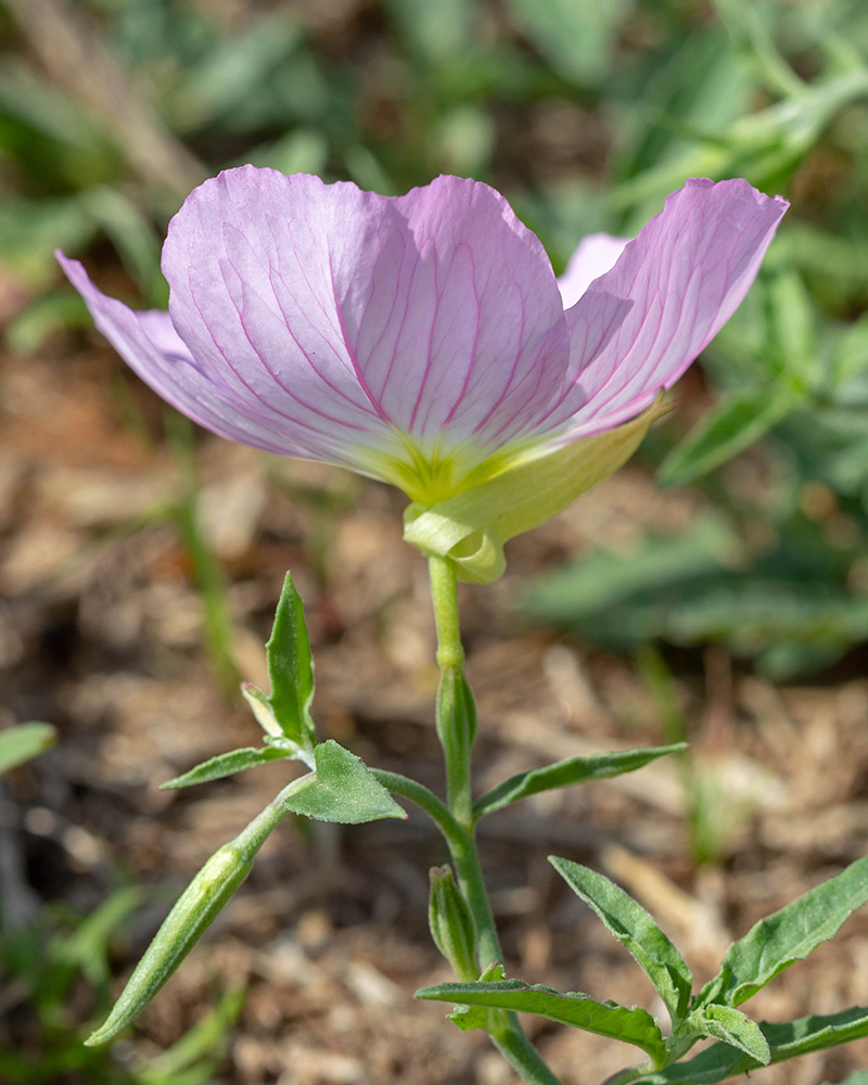 Изображение особи Oenothera speciosa.