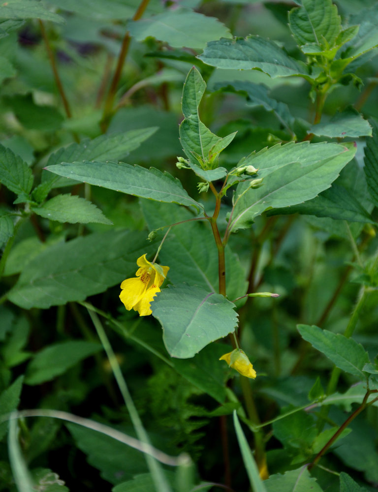 Image of Impatiens noli-tangere specimen.