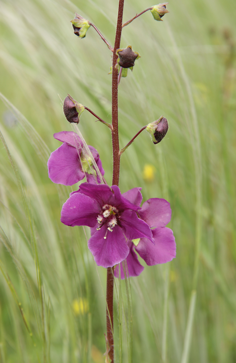 Image of Verbascum phoeniceum specimen.