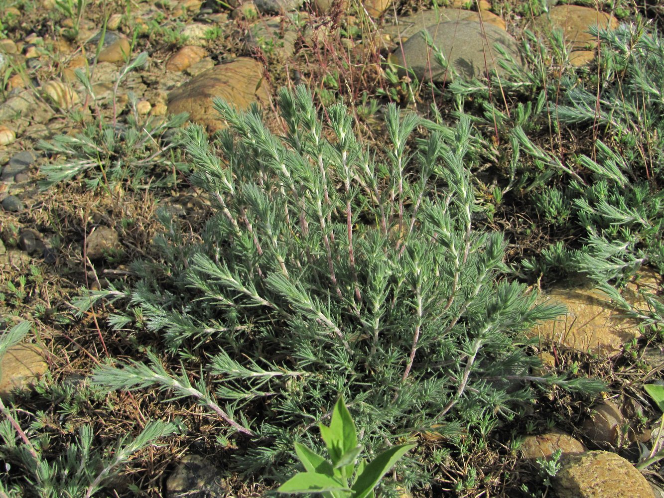 Image of Bassia prostrata specimen.