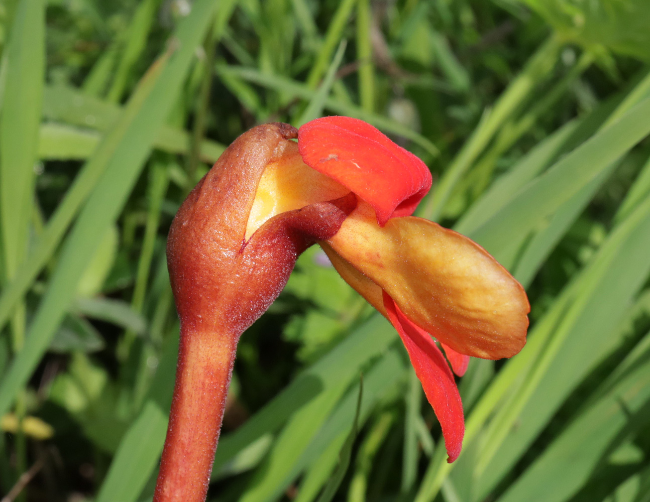 Изображение особи Phelypaea coccinea.