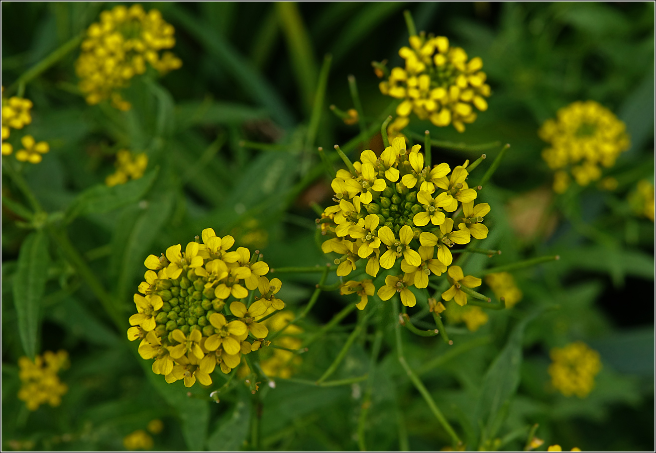 Image of Erysimum cheiranthoides specimen.