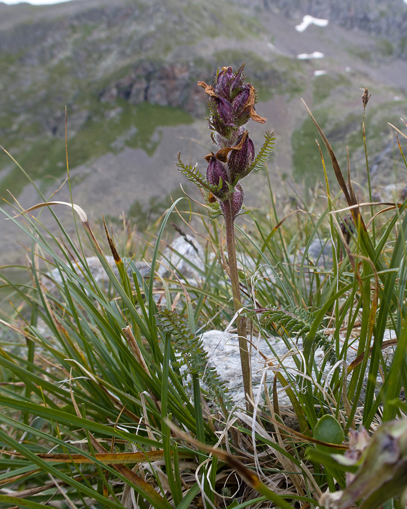 Изображение особи Pedicularis chroorrhyncha.