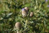 Cirsium buschianum. Верхушка расцветающего растения. Чечня, Итум-Калинский р-н, склон северного отрога горы Чархунышкорт, выс. 2300 м н.у.м, травянистый склон. 7 августа 2023 г.