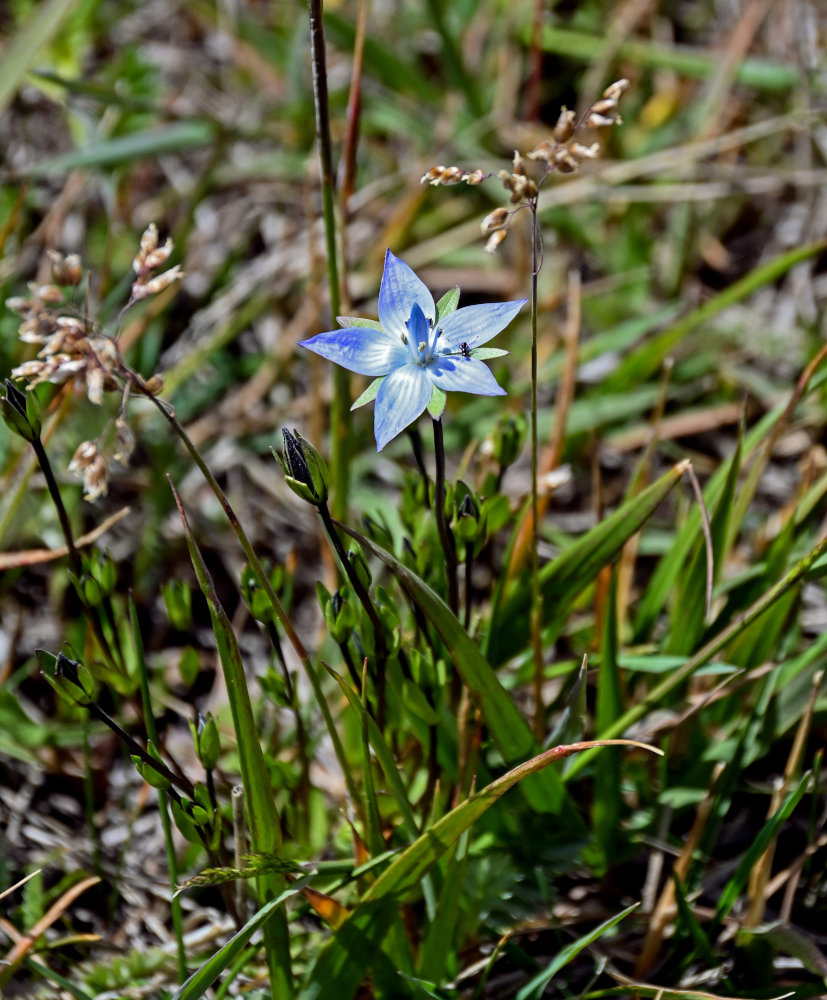 Image of Lomatogonium carinthiacum specimen.