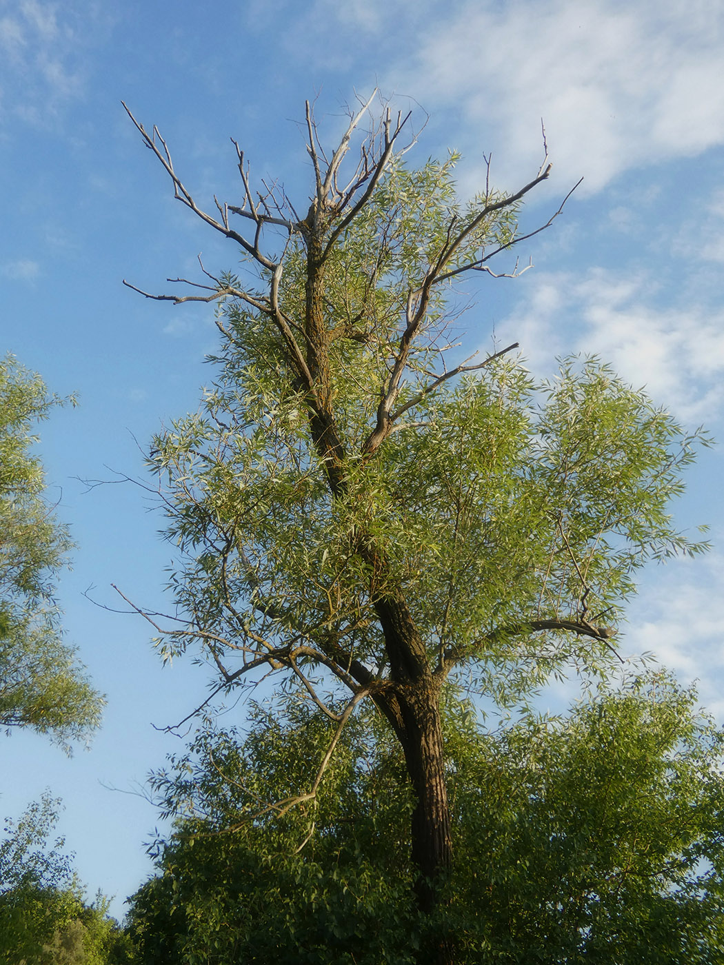 Image of genus Salix specimen.