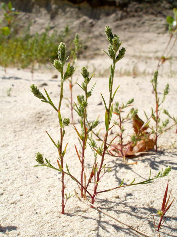 Image of Corispermum hyssopifolium specimen.