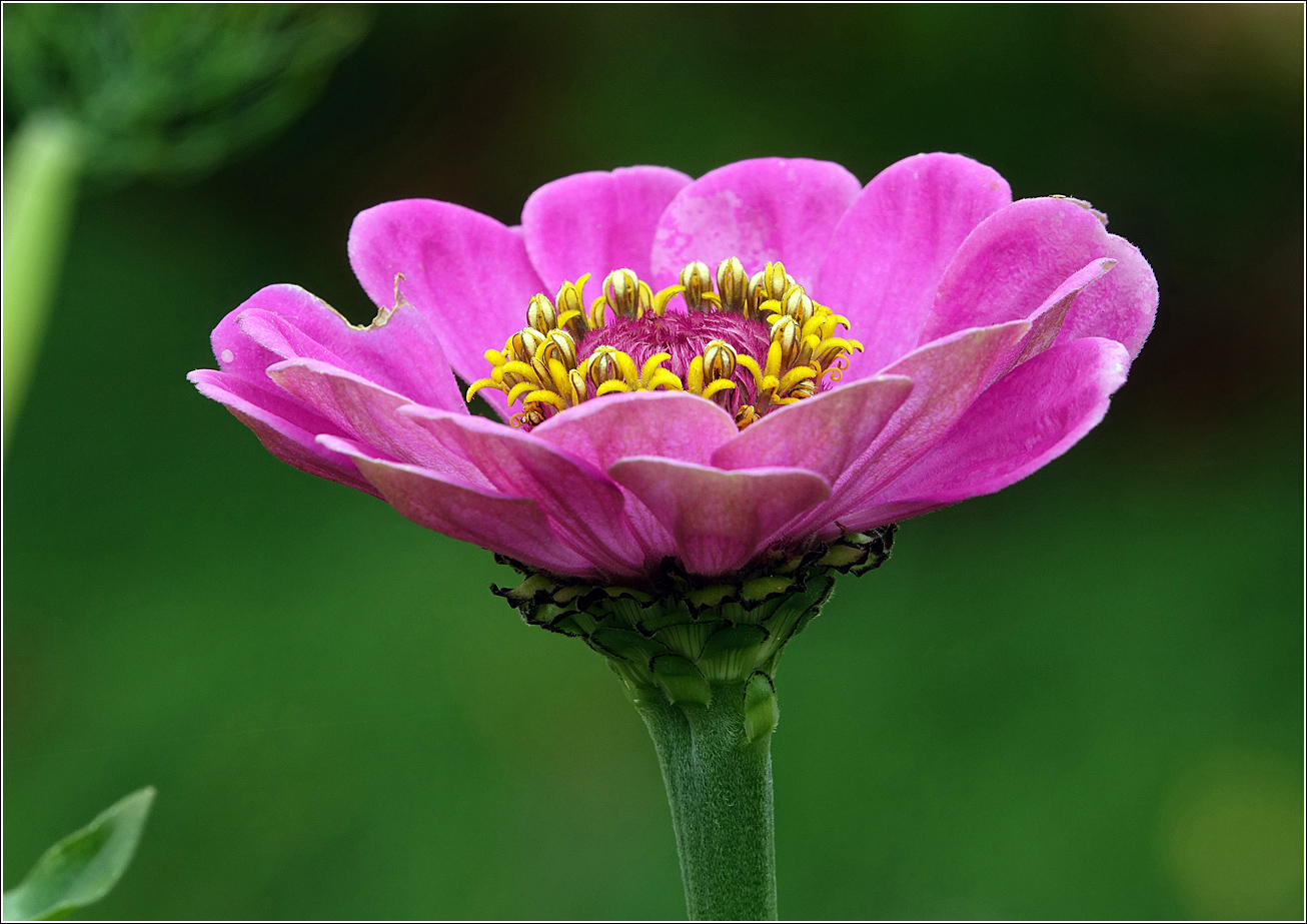 Image of Zinnia elegans specimen.