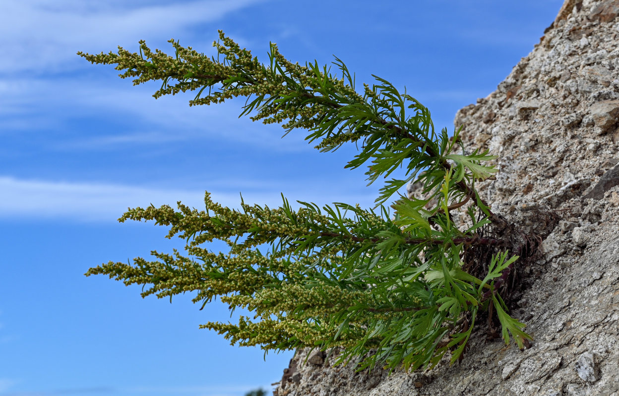 Изображение особи Artemisia littoricola.