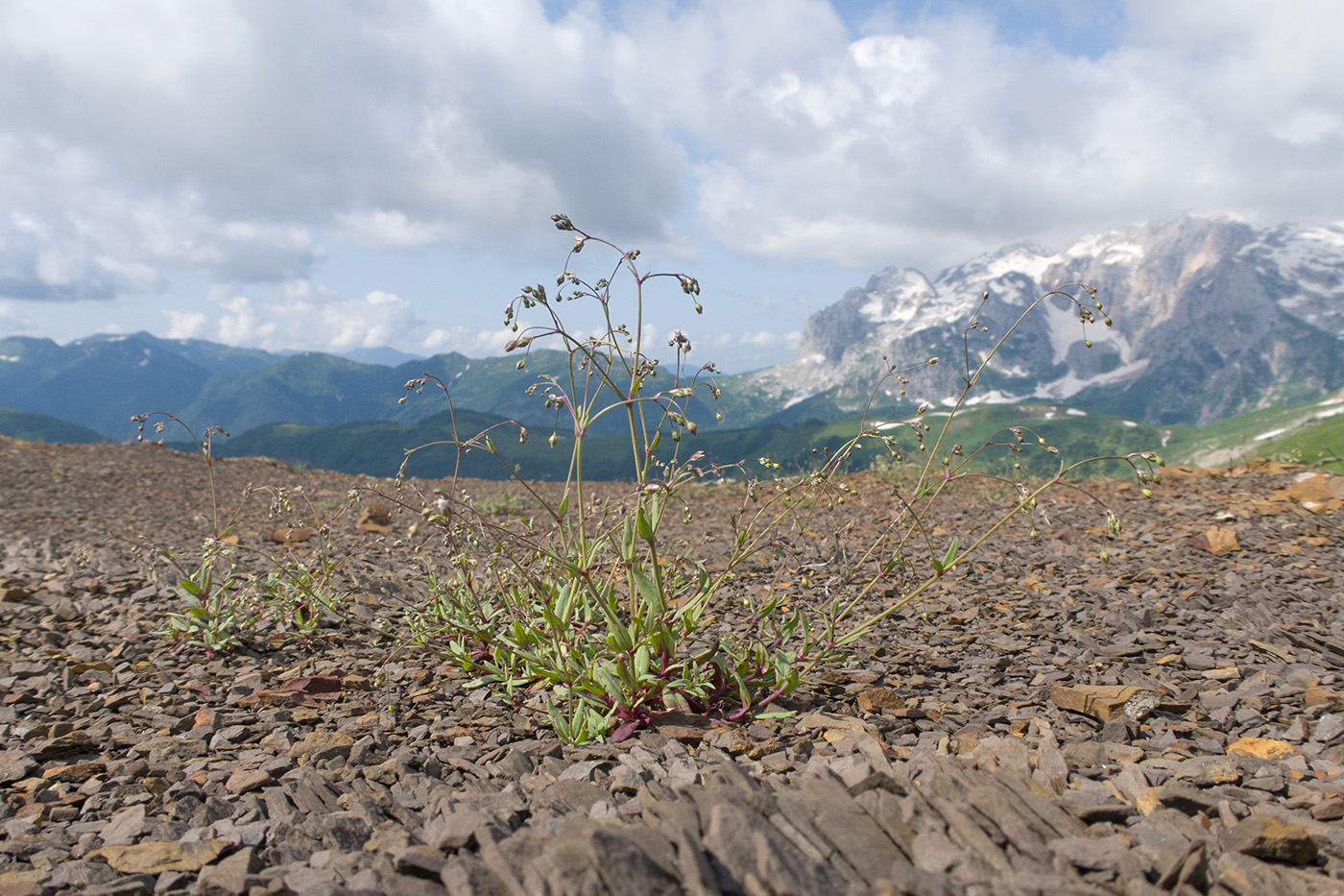 Image of Gypsophila elegans specimen.