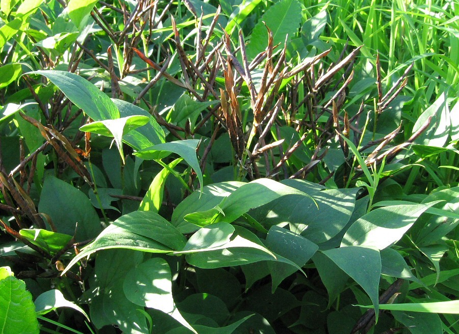 Image of Lathyrus vernus specimen.