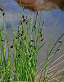 Carex подвид laxa