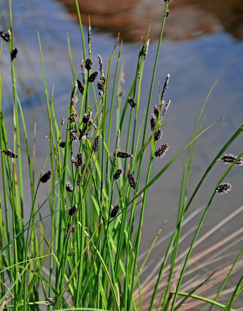 Изображение особи Carex saxatilis ssp. laxa.
