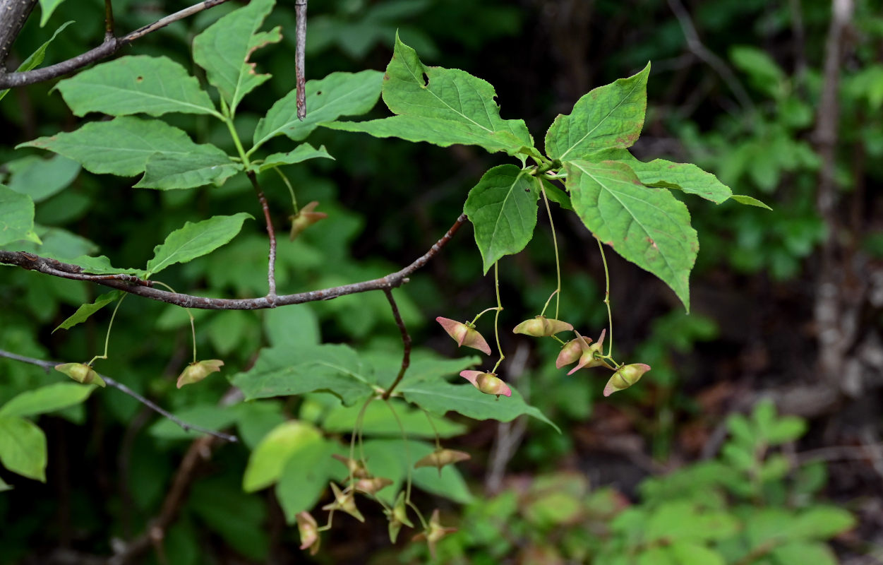 Изображение особи Euonymus macropterus.