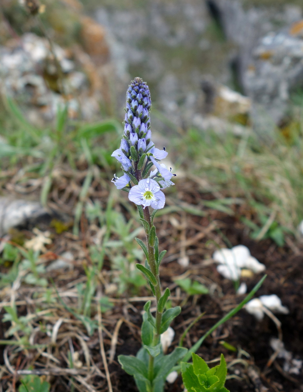 Image of Veronica gentianoides specimen.