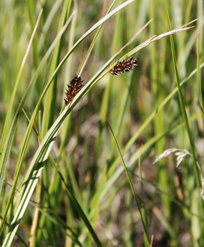 Image of genus Carex specimen.