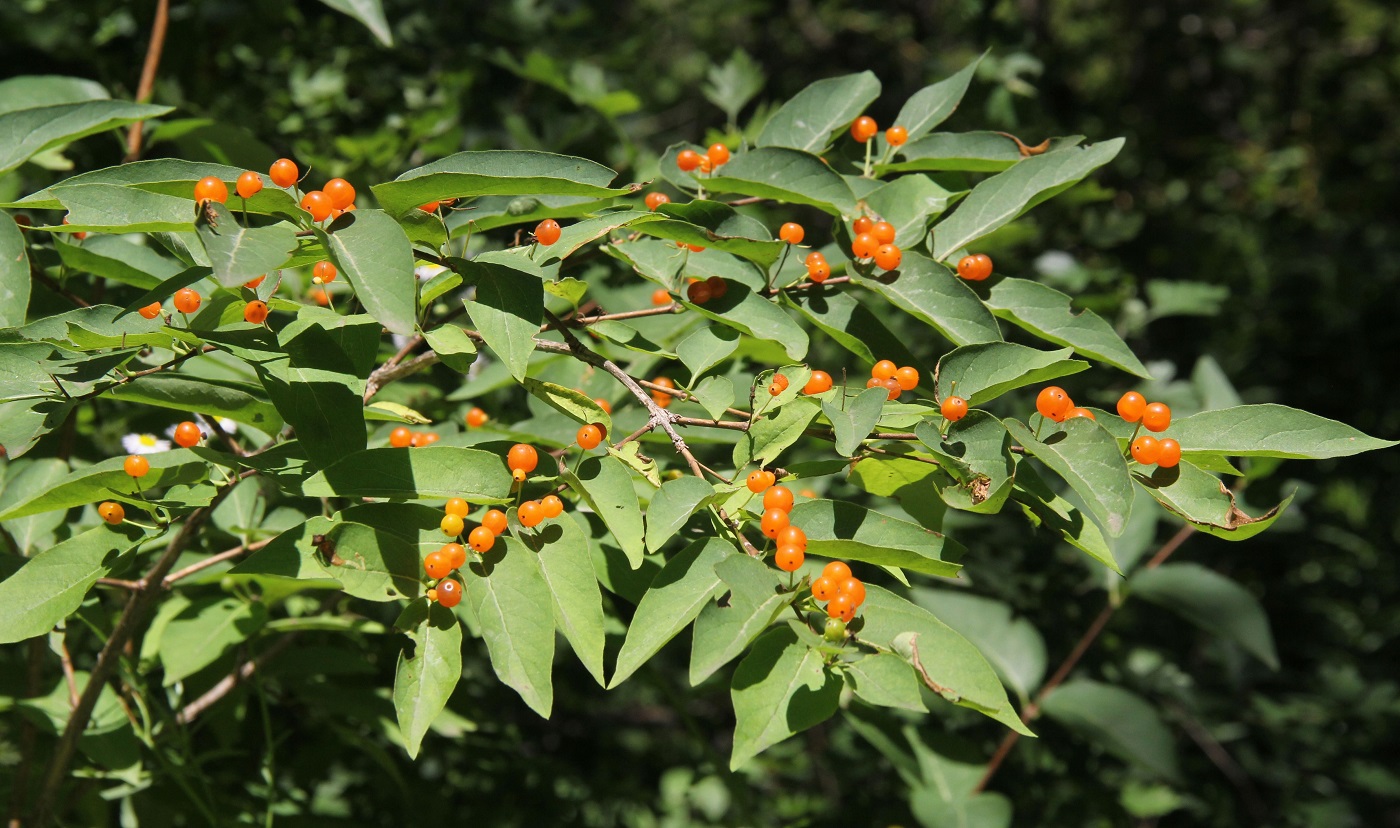 Image of Lonicera tatarica specimen.