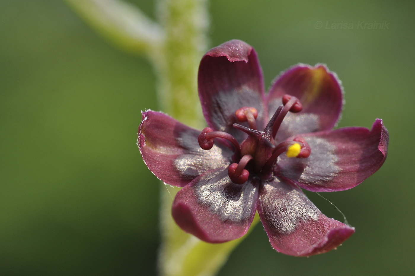 Изображение особи Veratrum maackii.