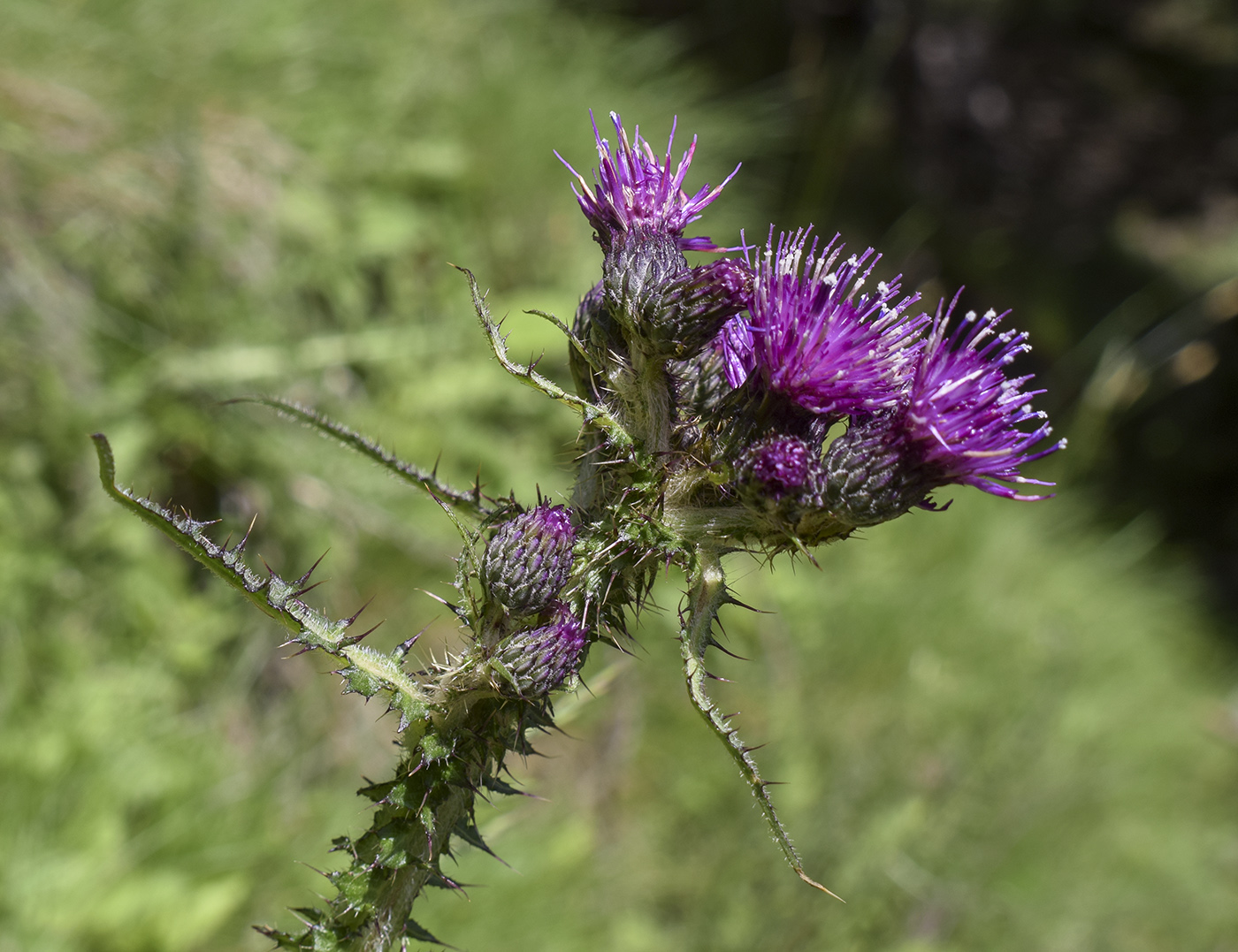 Изображение особи Cirsium palustre.