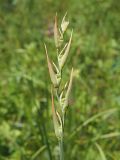 Gladiolus imbricatus