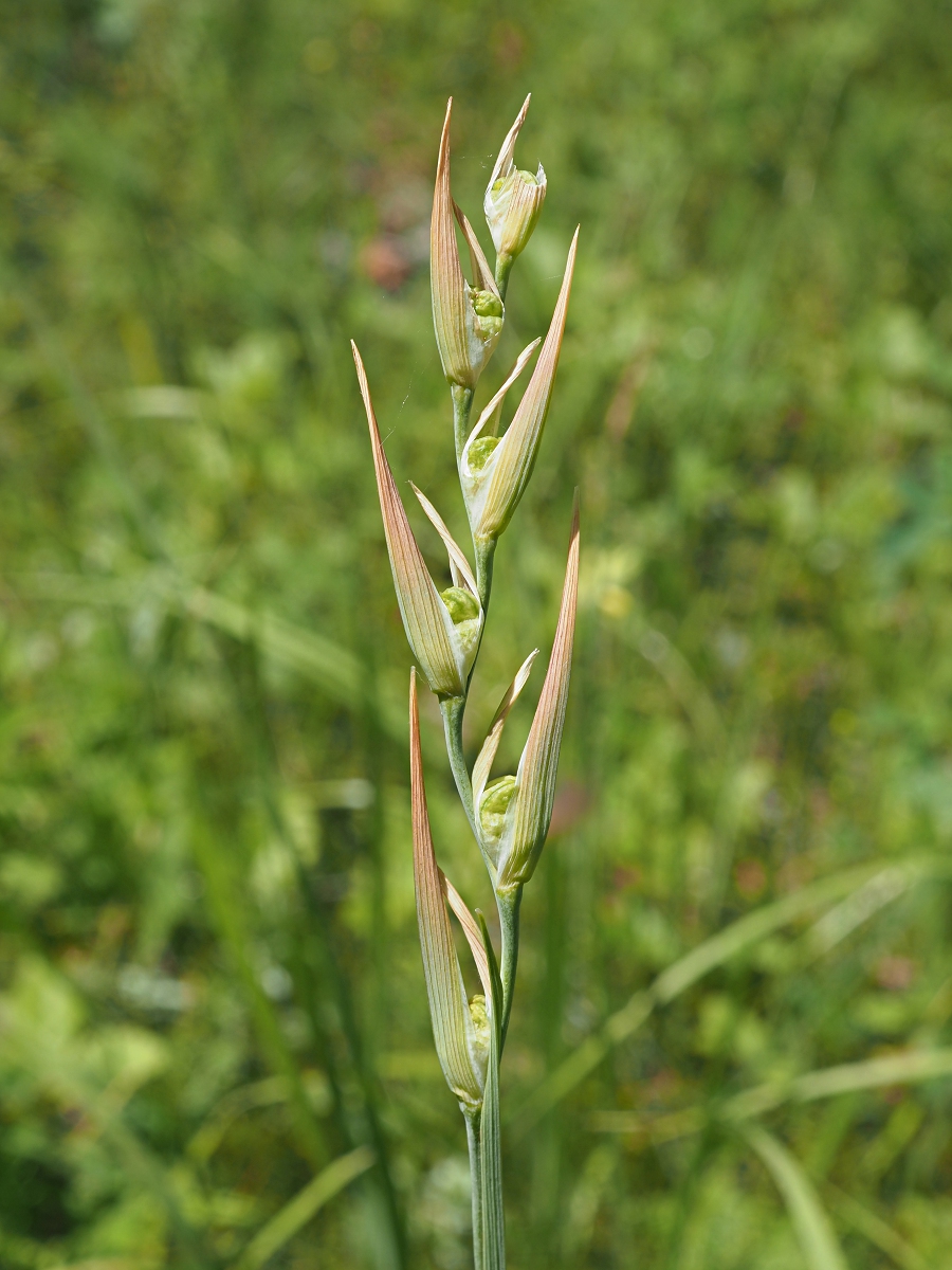 Image of Gladiolus imbricatus specimen.