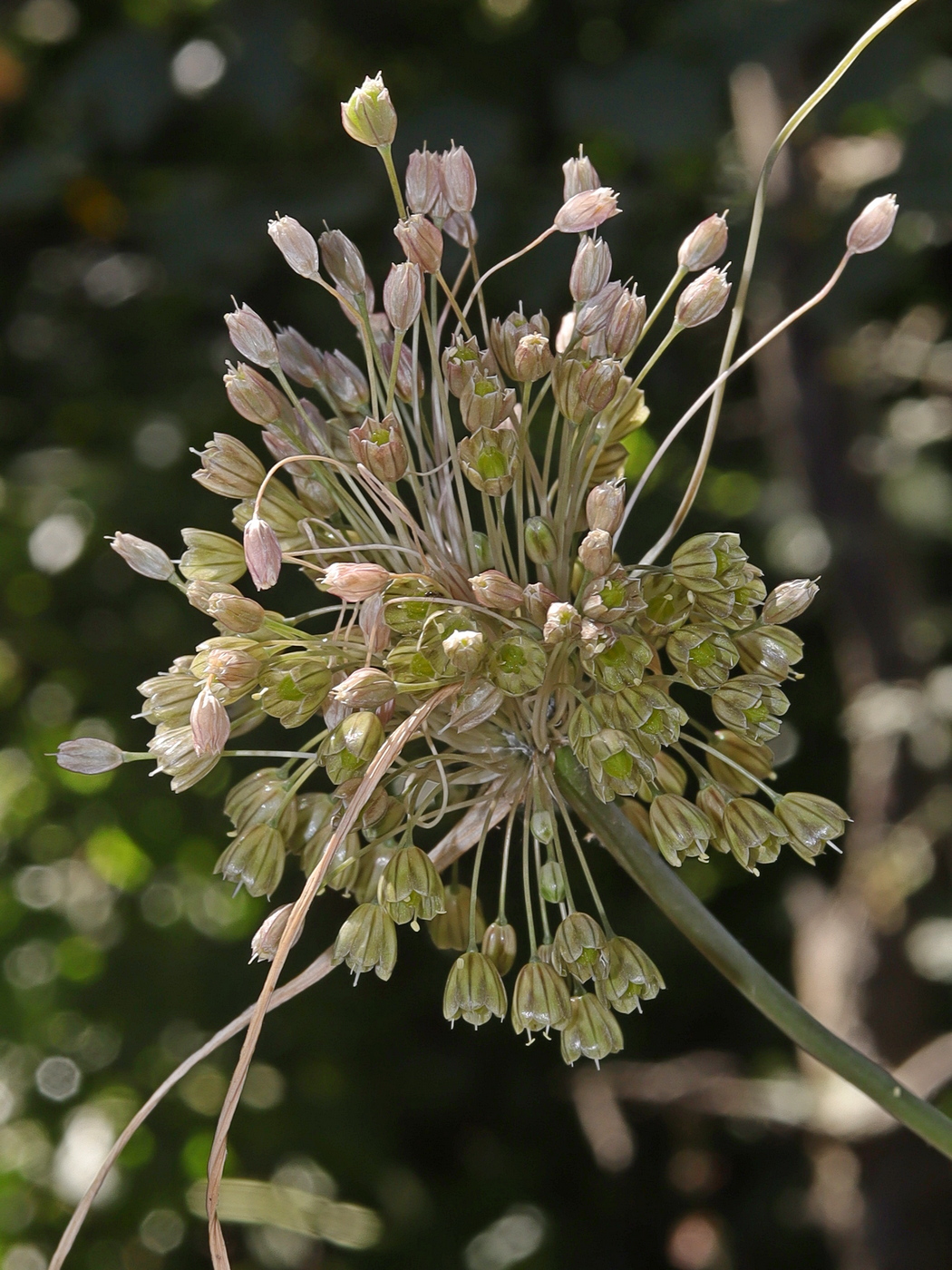 Изображение особи Allium longispathum.