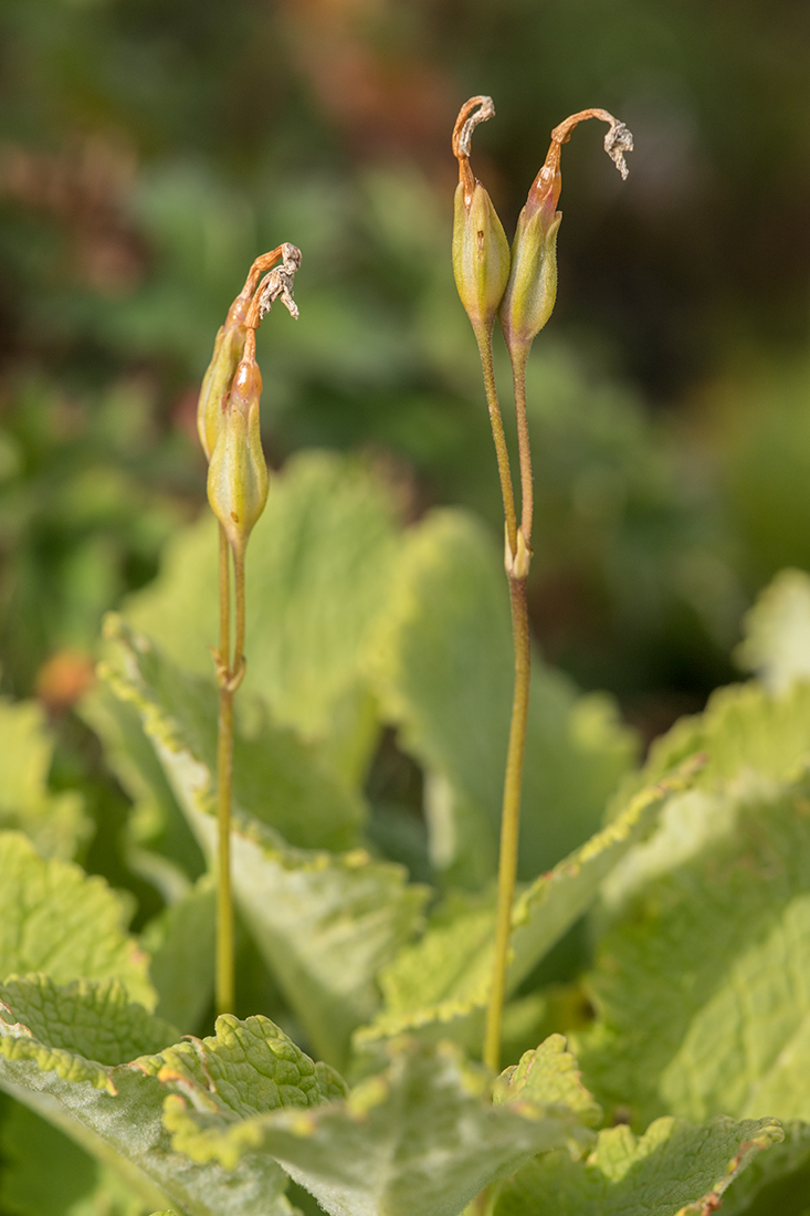 Image of Primula amoena specimen.