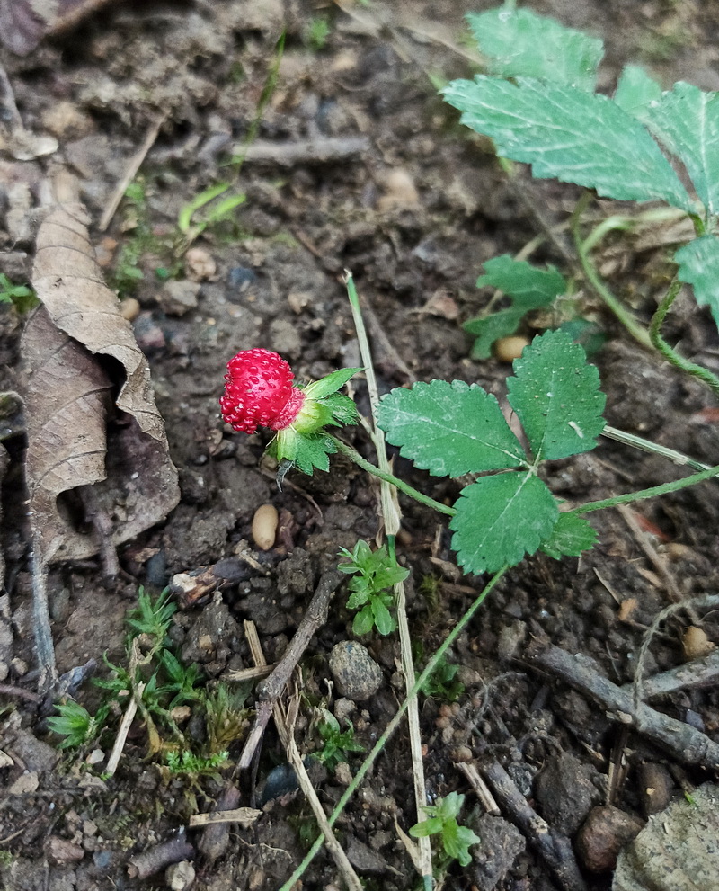 Изображение особи Duchesnea indica.