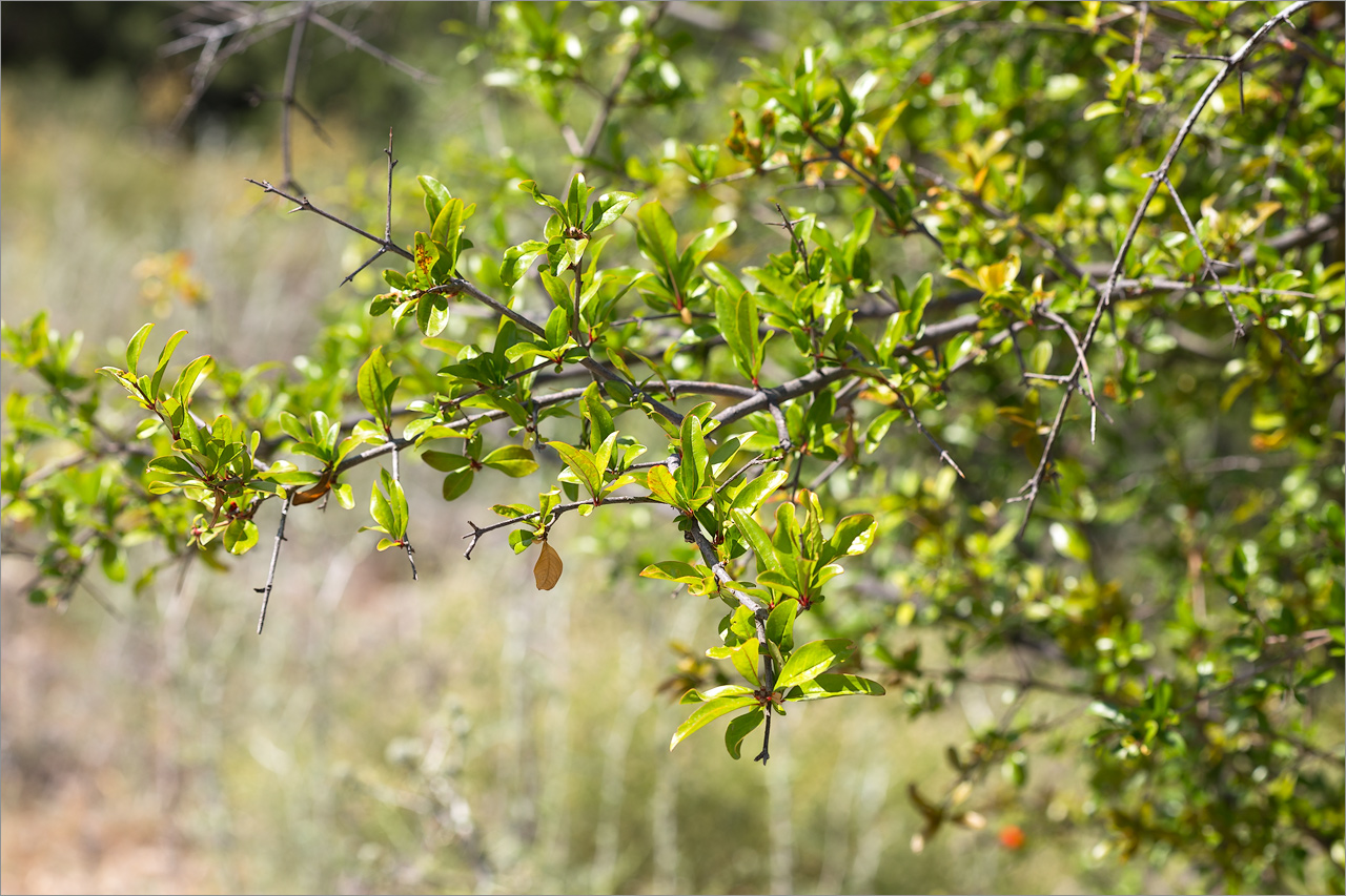 Image of Punica granatum specimen.