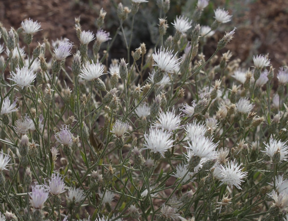 Изображение особи Klasea erucifolia.