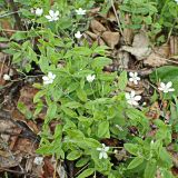 Moehringia lateriflora. Верхушки цветущих растений. Хабаровский край, окр. г. Комсомольск-на-Амуре, на лесной дороге. 25.05.2024.