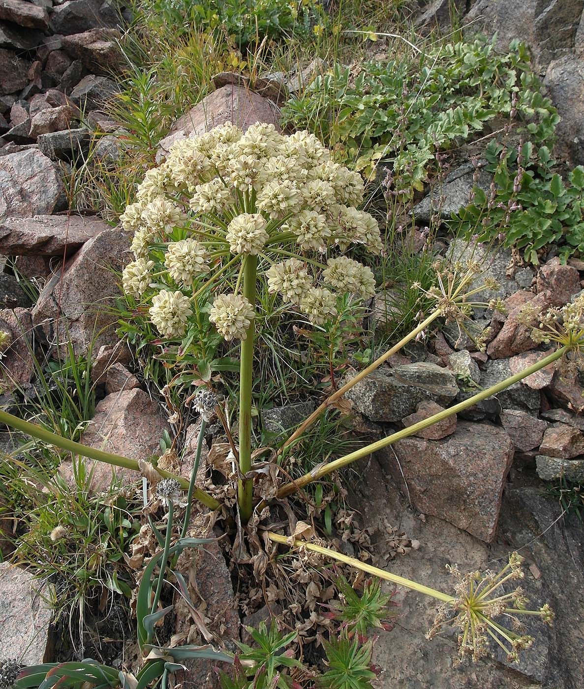 Изображение особи Archangelica brevicaulis.